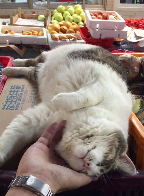 猫咪坐镇菜市场摊位,躺着就能招揽不少客人,好一只超懒招财猫