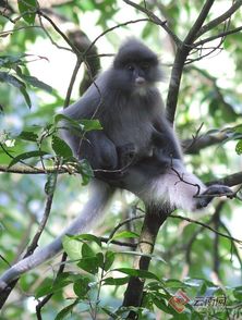 多图直击国家一级保护动物灰叶猴生活场景