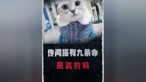 为什么说猫有九条命呢 这里面有什么故事呢 科普 冷知识 悬疑 猫 涨知识 