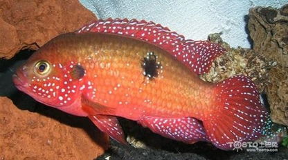 红宝石鱼繁殖方法详解 20天培育成稚鱼
