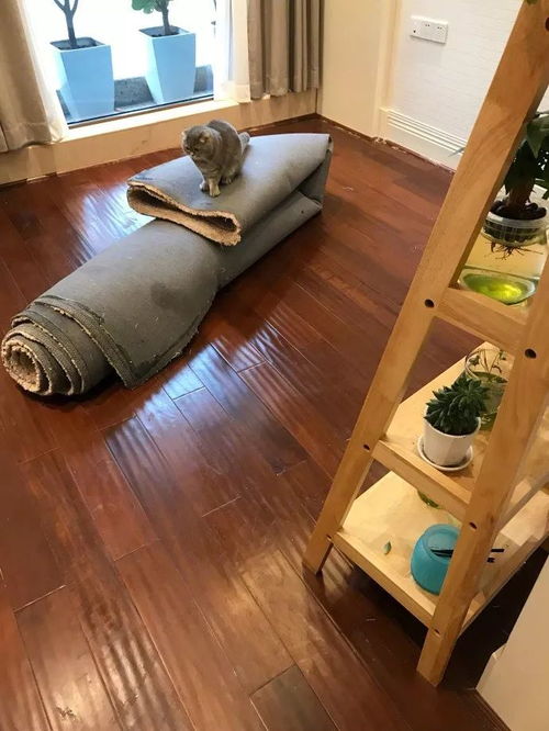 养猫必看 猫咪尿在地毯上怎么处理的完整版,绝对有效 