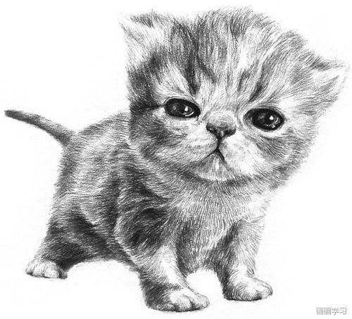 如何学素描 素描动物小猫咪的绘画步骤教程