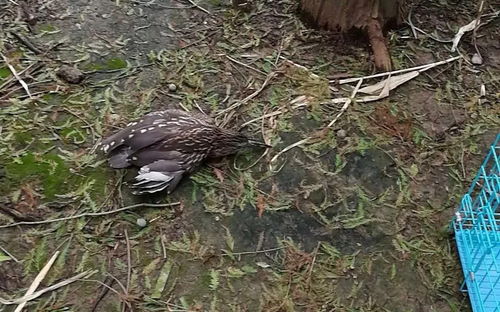 泰州这个地方发现一只 怪鸟 ,头像鹰尾似鹊,利爪竟是绿色的