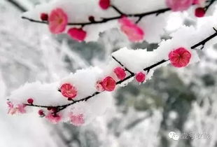 毛主席诗词里的冬天,大气磅礴,何等壮美 