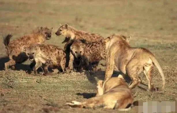 草原霸主狮子为什么不吃鬣狗肉 原因这么多,其中一条令人发指