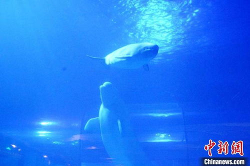 广州成功繁育一只小白鲸 两个半月长成 大个子
