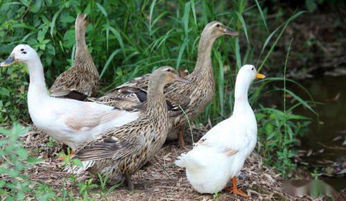 养鸭技术之果园养鸭技巧,以及鸭场粪便污水的处理方法