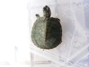 巴西龟怎么养,养了三年的巴西龟才十一厘米小不小？怎么才能让它长得快一点？