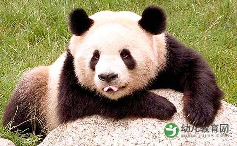 熊猫有哪些生活习性 
