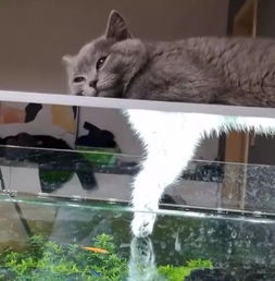 猫咪爱上了刚买回来的鱼缸,看到猫咪的睡姿后,铲屎官内心很慌