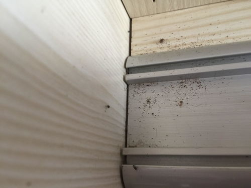 衣柜里为什么有蚂蚁