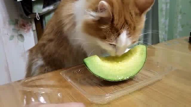 猫咪能吃什么水果,猫咪能吃什么水果不能吃什么水果
