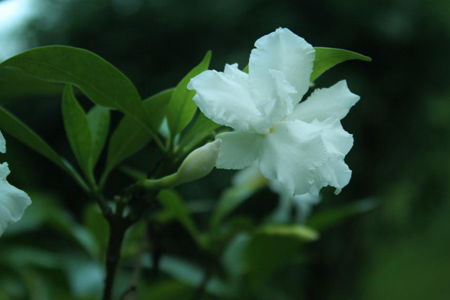 栀子花叶子焦黄怎么办 