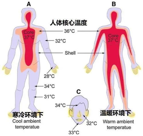 人体的正常体温是多少