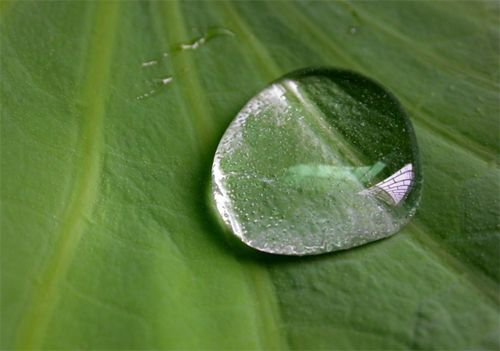 植物冷知识科普 为什么荷叶的叶面不沾水