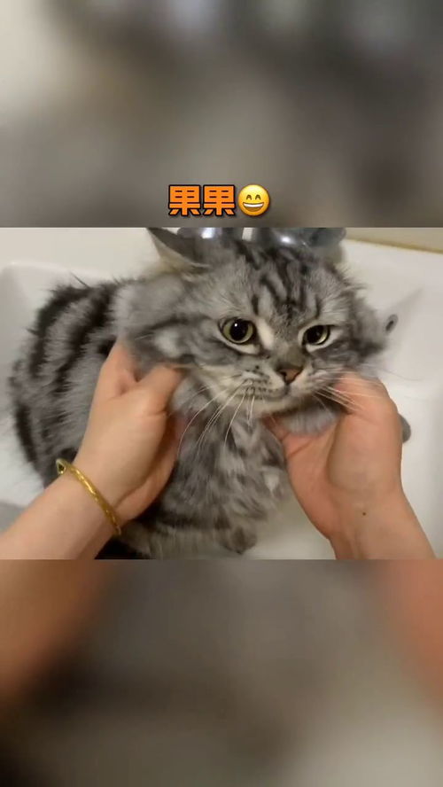 猫咪洗澡记 聪明的主人是这样安抚不爱洗澡的小猫咪 