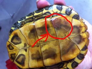 别再给孩子买 小彩龟 了 龟背上的涂料对小乌龟残忍,对人体有害
