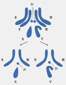 染色体组(染色体组的概念)
