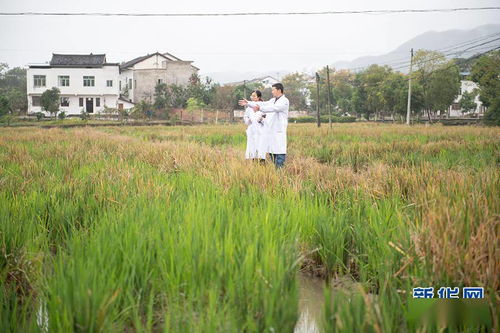 为什么杂交水稻种出来的谷子不能做种子？