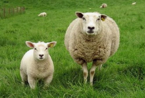 羊羊羊 的一生宿命 尤其是79年 苦命羊 ,41岁后是好是坏