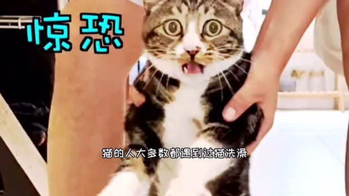 猫咪的古怪行为之为什么怕水还玩水 