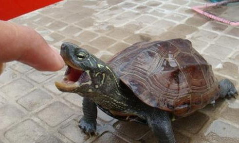 乌龟的生活习性 生活习性对饲养很关键