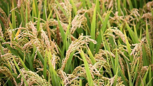 美国水稻单亩产量有多高 我国是粮食大国,亩产量为何不及美国