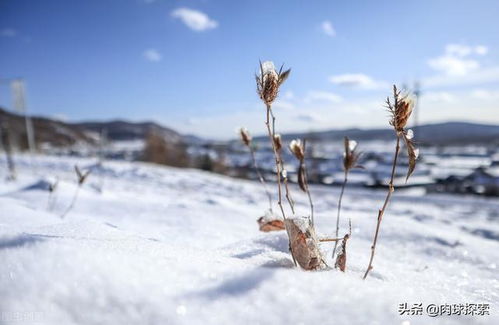 为什么今年的雪下的这么大?