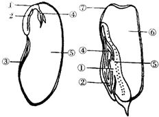 蚕豆种子的结构示意图 图片欣赏中心 急不急图文 Jpjww Com