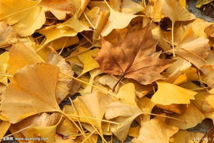 写关于秋天叶子的诗句
