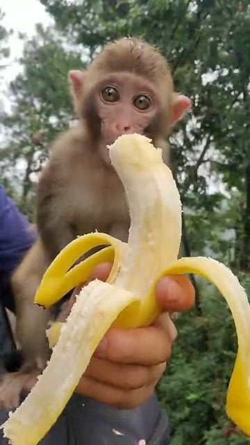猴宝宝吃香蕉的样子太可爱了 