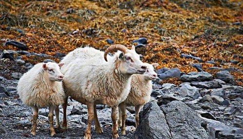 十羊九不全 揭秘67年生肖羊的毕生寿命,过了53岁后什么命