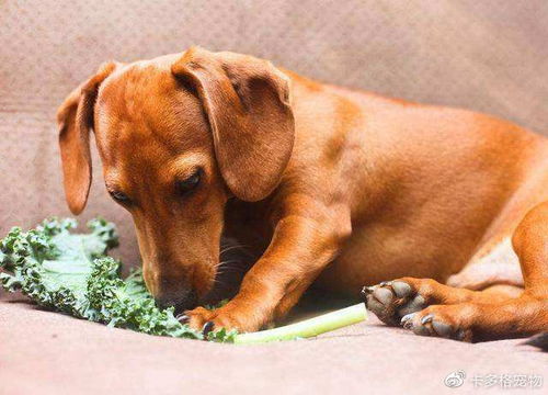 狗狗可以吃哪些蔬菜你知道吗