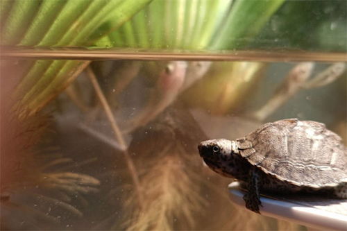挺水植物怎么在龟缸里固定？