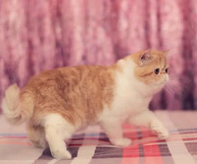 图 重庆猫舍直销加菲猫价格 加菲猫多少钱一只 包纯种包 重庆宠物猫 