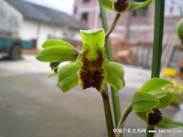 今年挖到的花花 