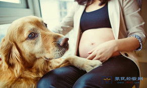 孕妇可以养狗吗 