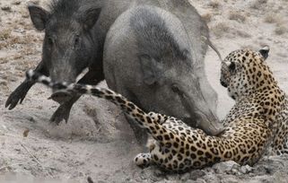 花豹追杀野猪被野猪反杀, 野猪 谁点的外卖