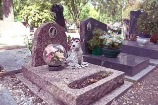 宠物殡葬师 每一个生命,都可以体面地与世界告别