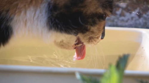 猫咪为什么喜欢用爪子喝水 怎么改正这一行为呢