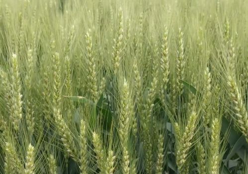 小麦产量高,别忽略了后期叶面肥的喷施,技巧很关键