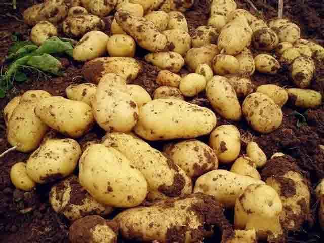 土豆烂根病死苗怎么办 土豆根腐病用什么 土豆抗重茬用什么肥料