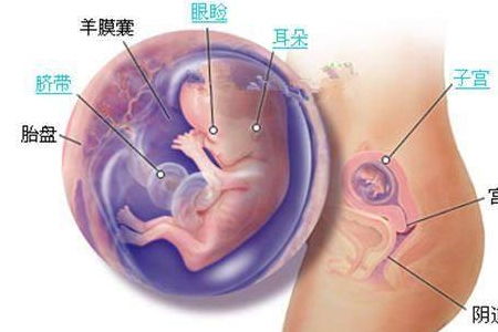 原创胎宝宝第四个月的变化，准妈妈怀孕四个月的注意事项