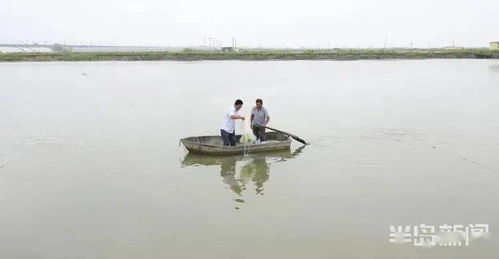 虾蟹贝 同居 养殖收入翻番 破解海水养殖难题,这套海水混合养殖被农业农村部遴选为主推技术