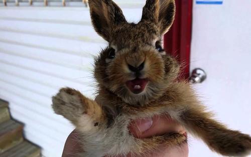 关于兔子的误区 被兔子咬了要打疫苗吗 兔子真的不能喝水吗