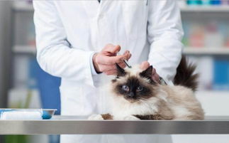 猫为什么要打疫苗呢 作为铲屎官的你一定要看 