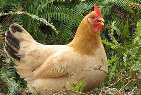如果人类不吃鸡,鸡能活到多少岁 科学家的答案让人难以置信