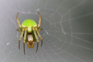 绿色蜘蛛 