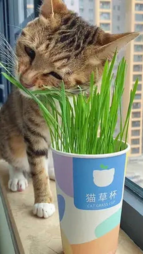 这就是种猫草的快乐 猫草种植日记 