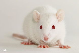 属鼠人 最命苦 的出生年份,看看你家有属鼠的吗 不骗人,准的可怕
